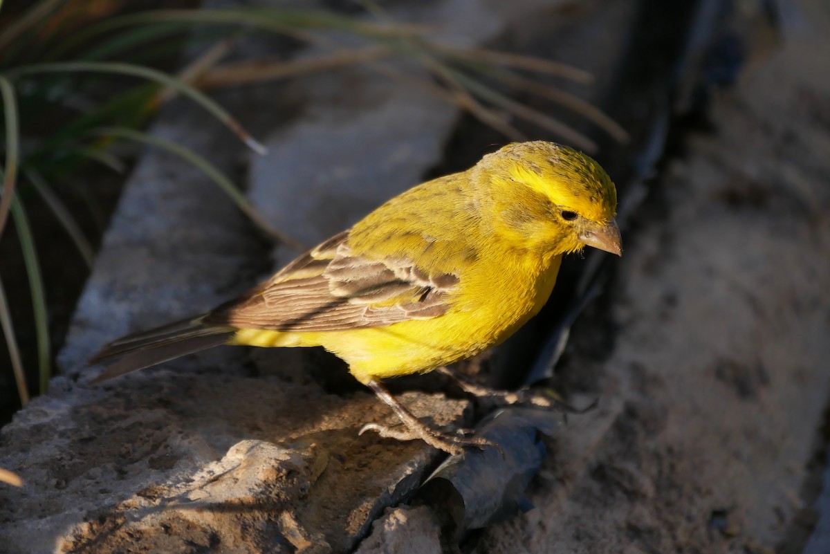 Yellow Canary - ML204155221