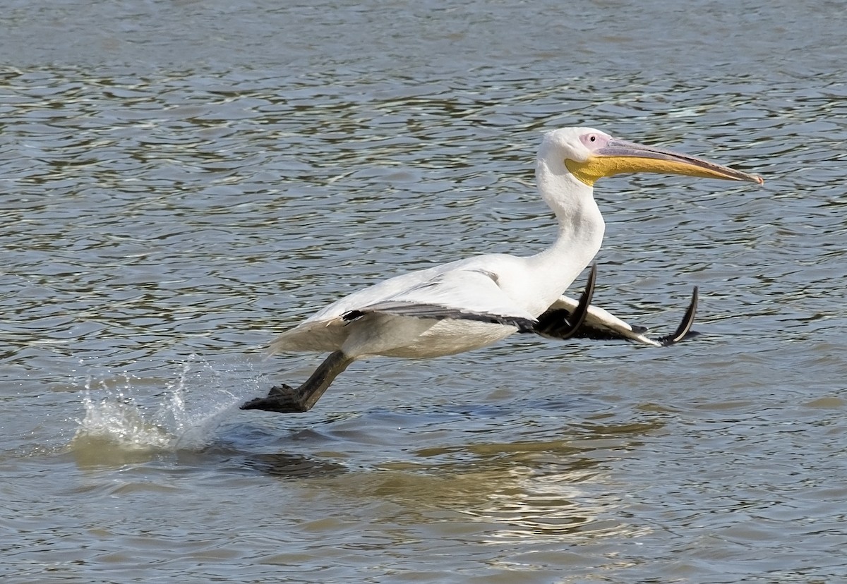 Great White Pelican - jaysukh parekh Suman