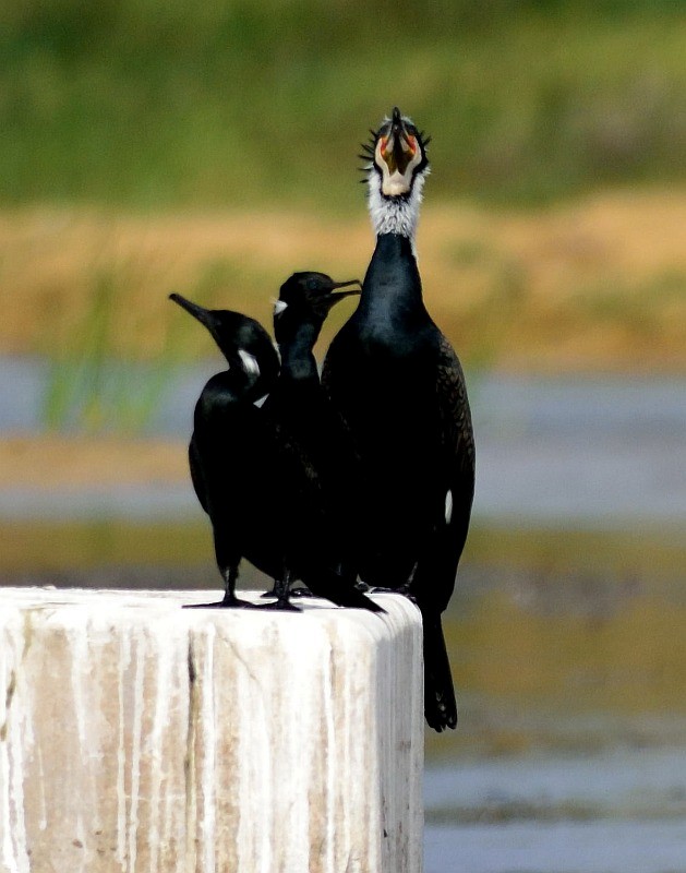 Great Cormorant - jaysukh parekh Suman