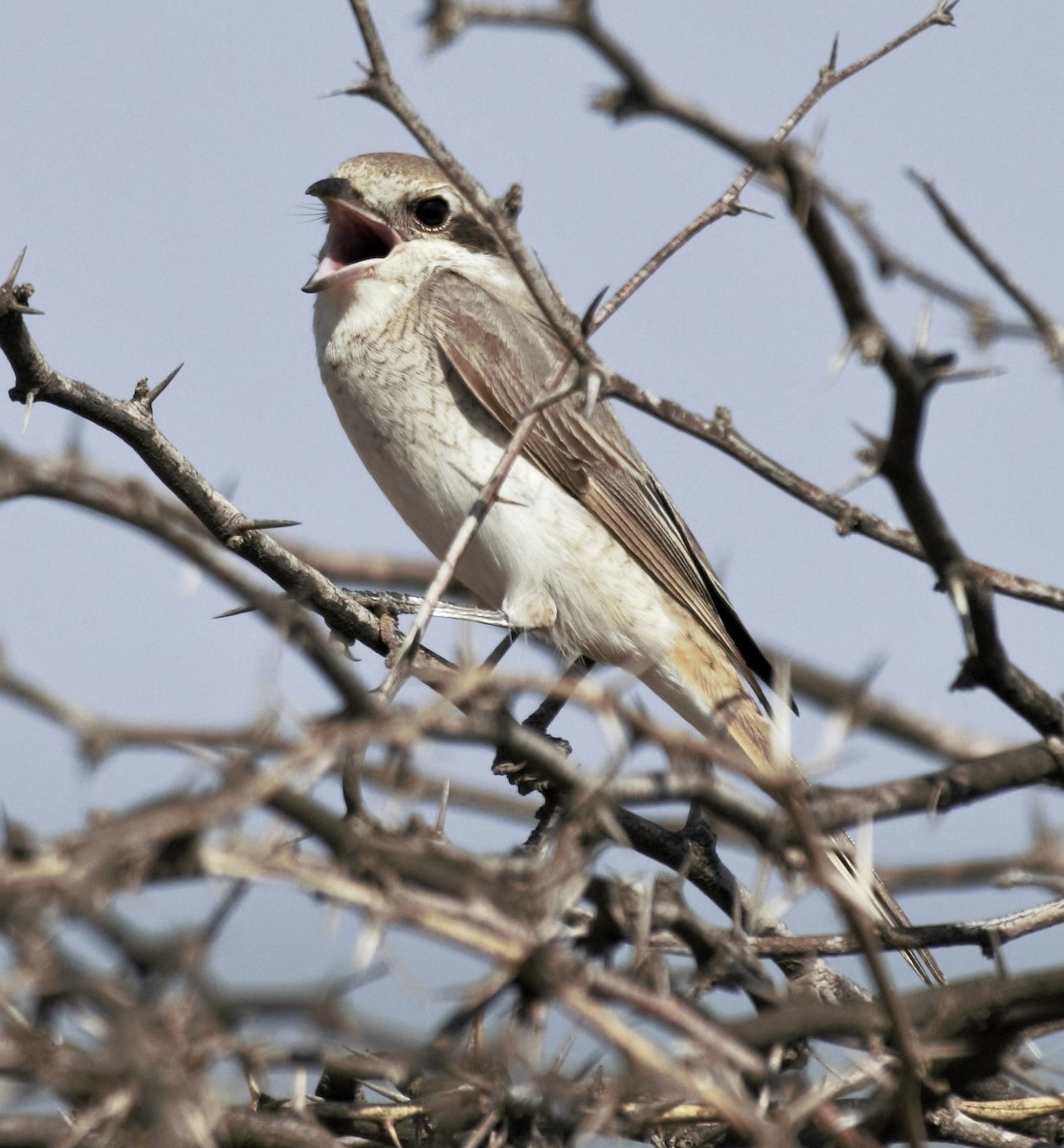 Red-tailed Shrike - jaysukh parekh Suman