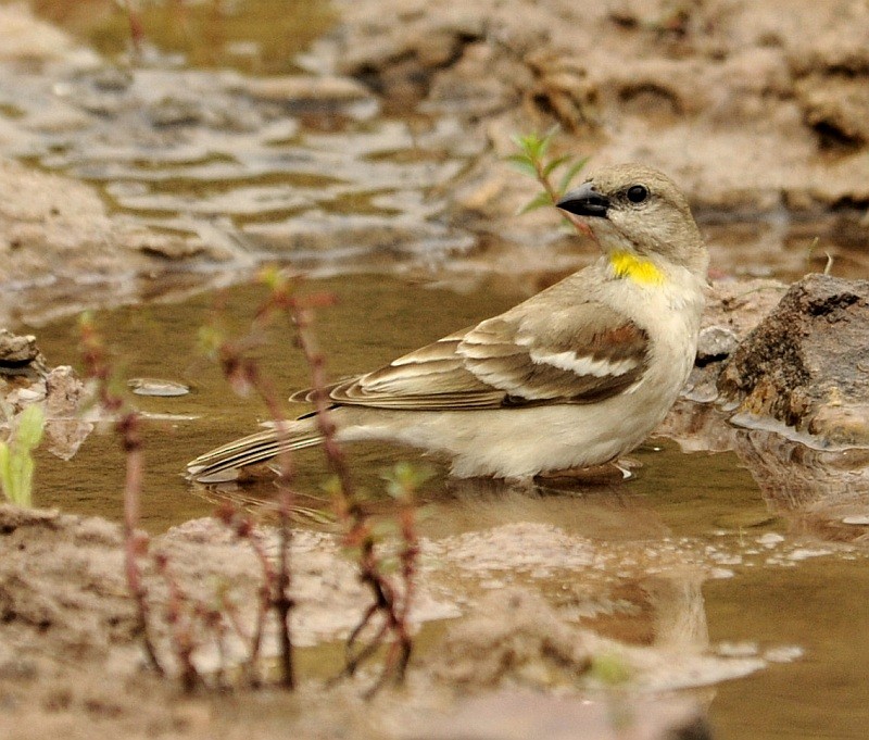 Yellow-throated Sparrow - jaysukh parekh Suman