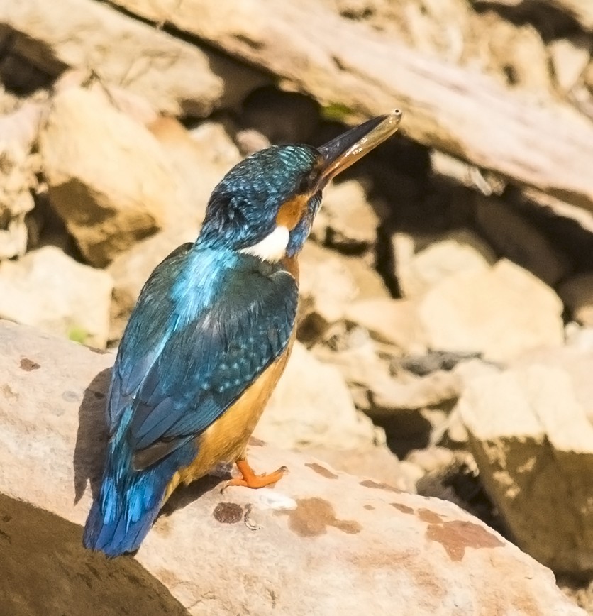 Common Kingfisher - jaysukh parekh Suman