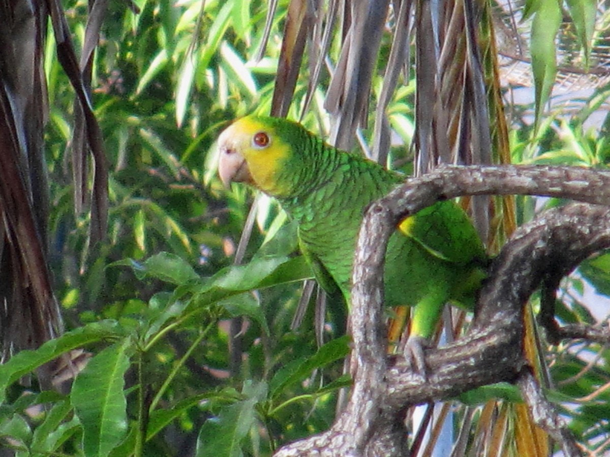 Yellow-shouldered Parrot - ML204156761