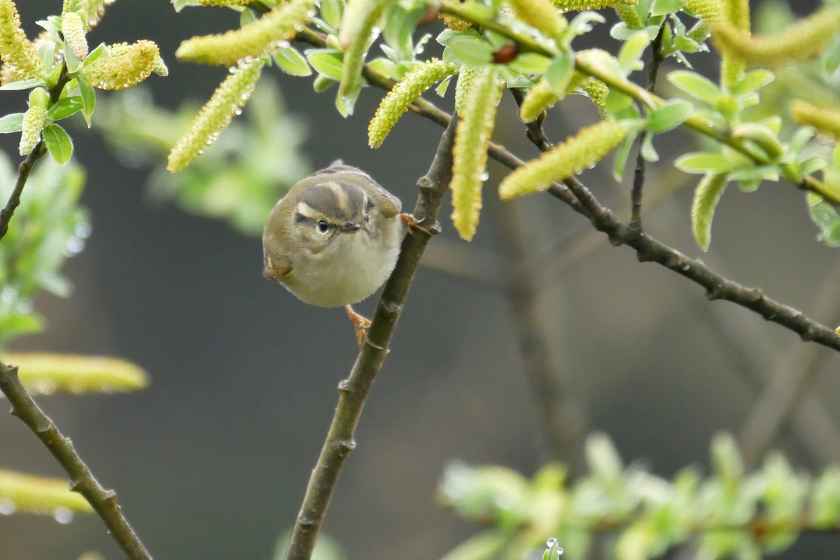 Sichuan Leaf Warbler - Tom Heijnen