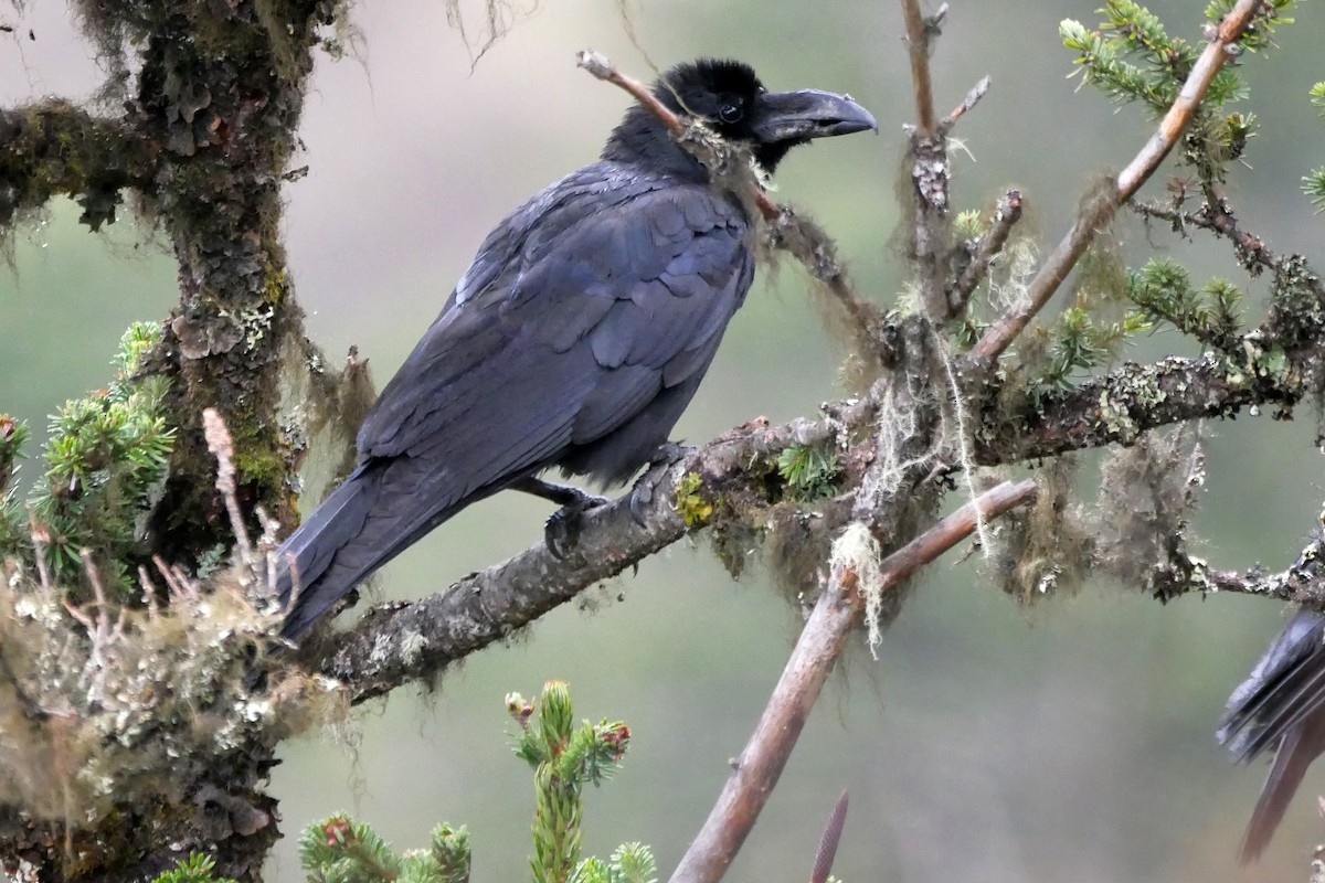 Large-billed Crow (Large-billed) - Tom Heijnen