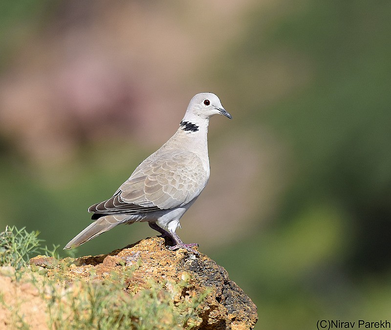 Eurasian Collared-Dove - jaysukh parekh Suman