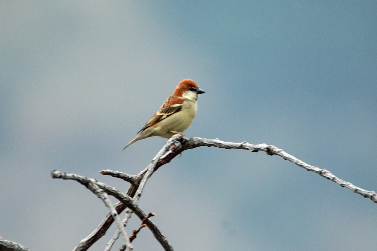 Russet Sparrow - jaysukh parekh Suman