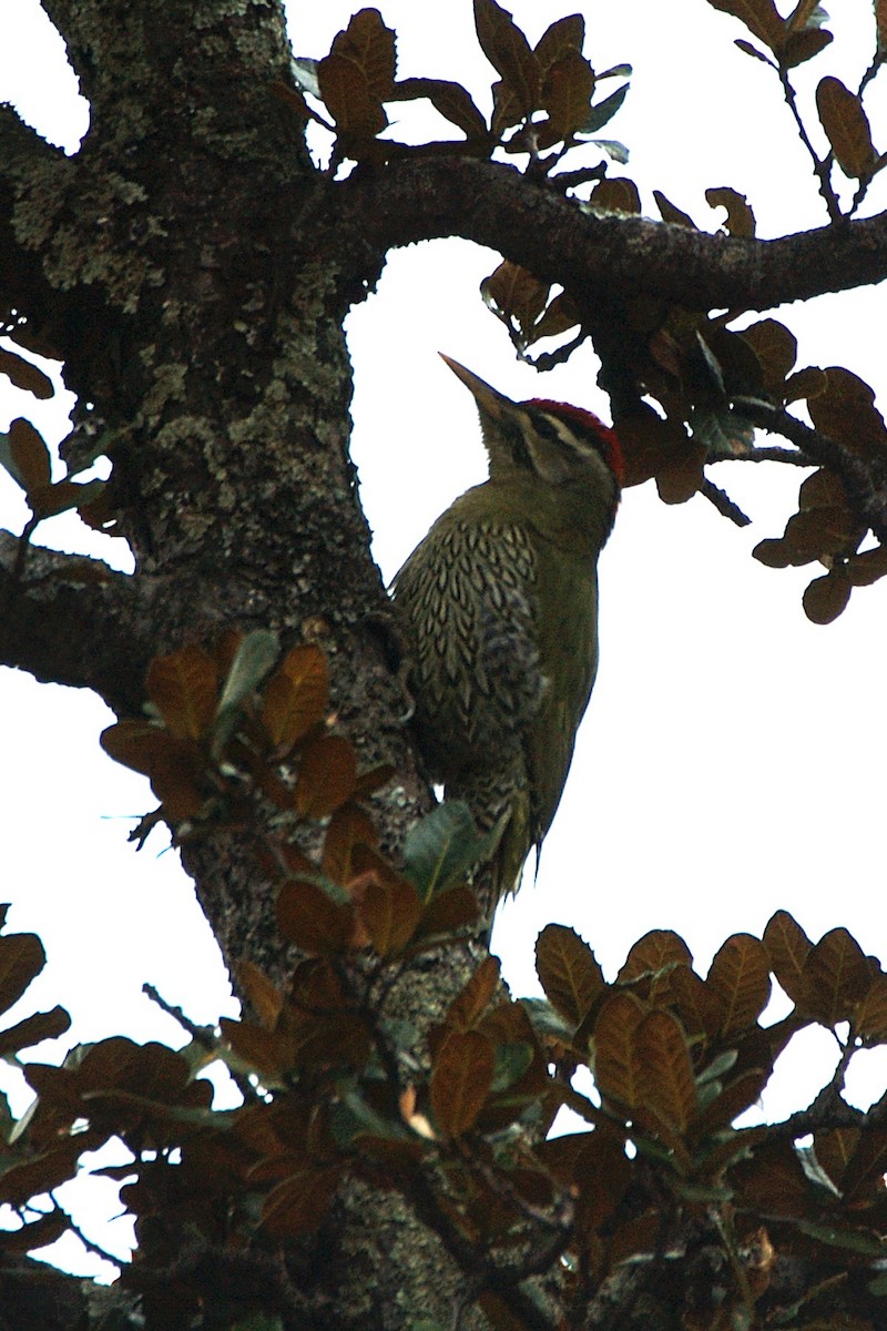 Scaly-bellied Woodpecker - jaysukh parekh Suman