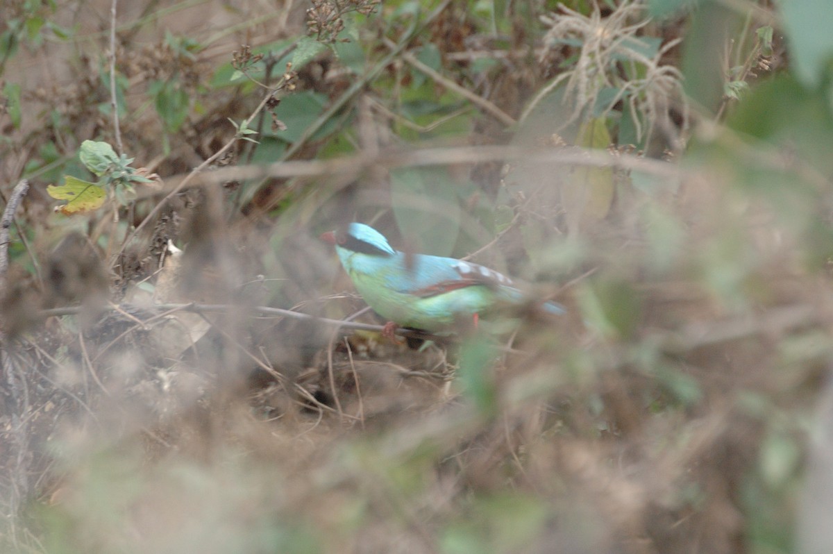 Common Green-Magpie - jaysukh parekh Suman