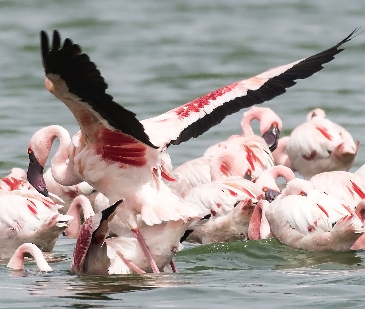 Lesser Flamingo - jaysukh parekh Suman