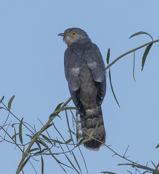 Common Hawk-Cuckoo - jaysukh parekh Suman