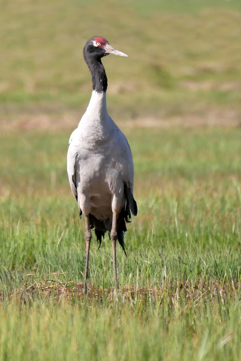 Black-necked Crane - ML204159621