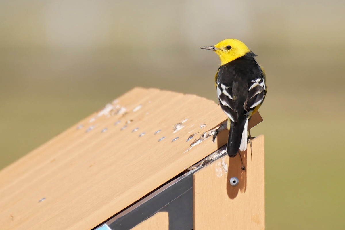Citrine Wagtail (Black-backed) - ML204159641