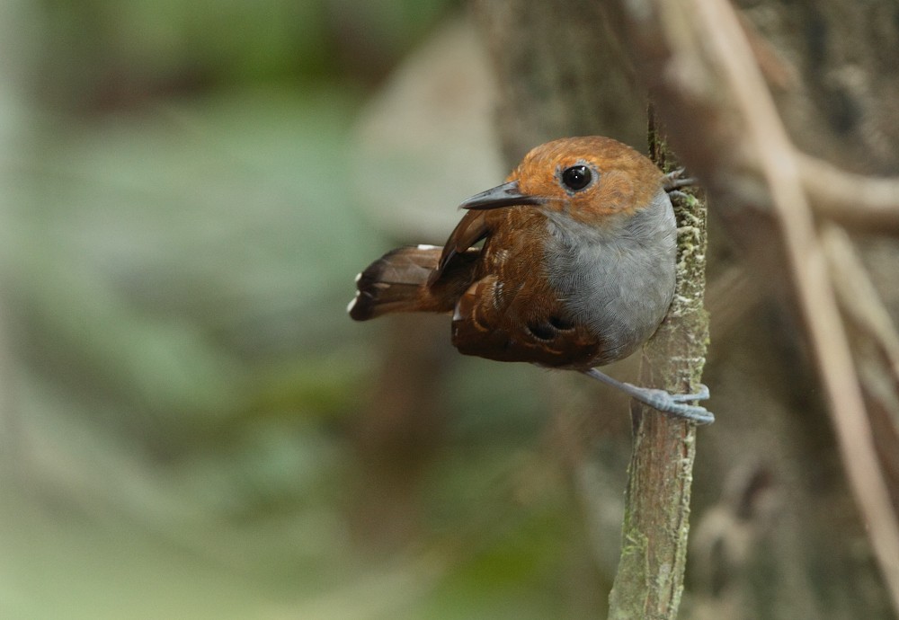 Common Scale-backed Antbird - Anselmo  d'Affonseca