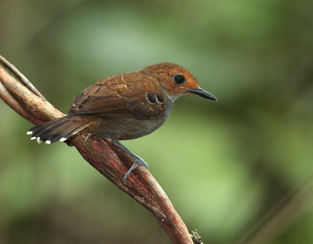 Common Scale-backed Antbird - Anselmo  d'Affonseca