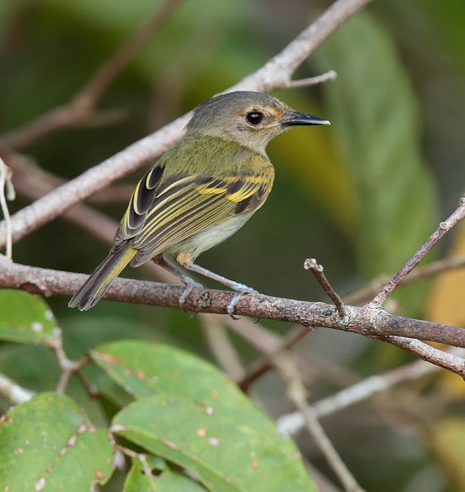 Rusty-fronted Tody-Flycatcher - Anselmo  d'Affonseca