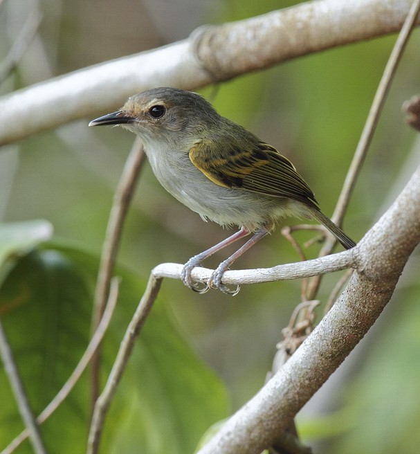 Rusty-fronted Tody-Flycatcher - Anselmo  d'Affonseca