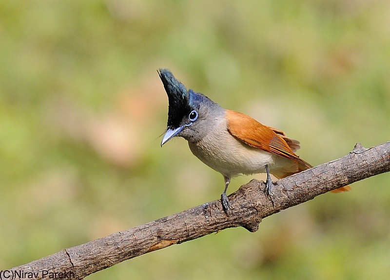 Indian Paradise-Flycatcher - jaysukh parekh Suman