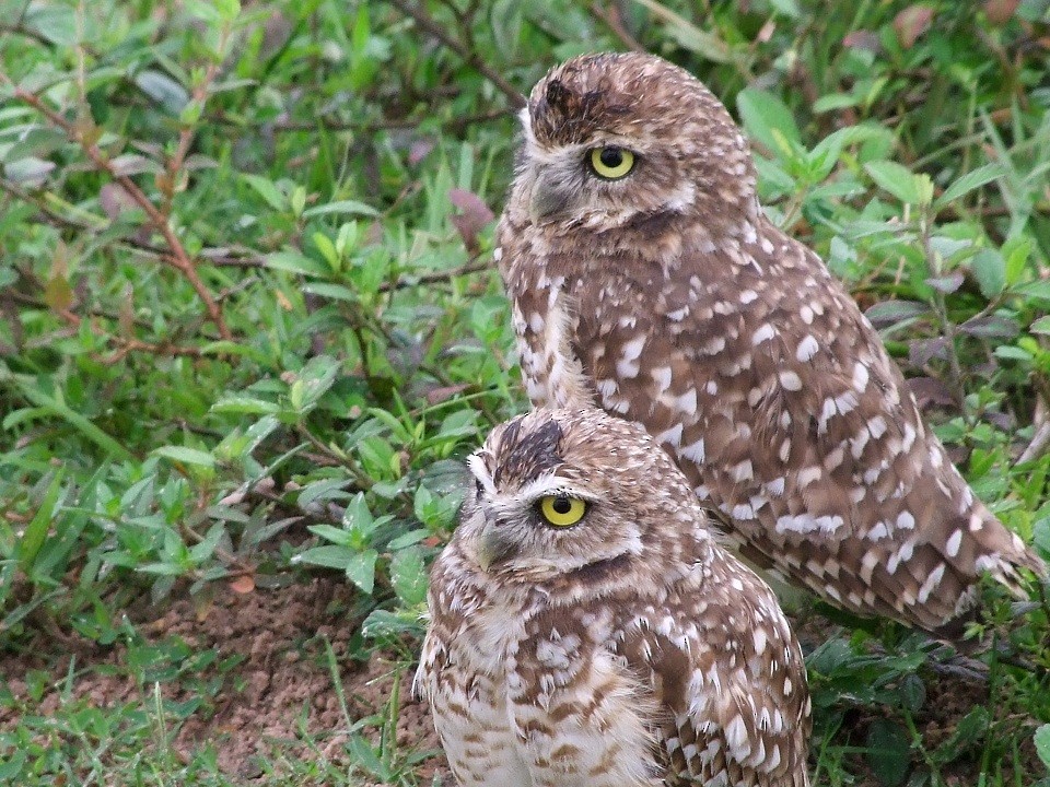 Burrowing Owl - Thore  Noernberg