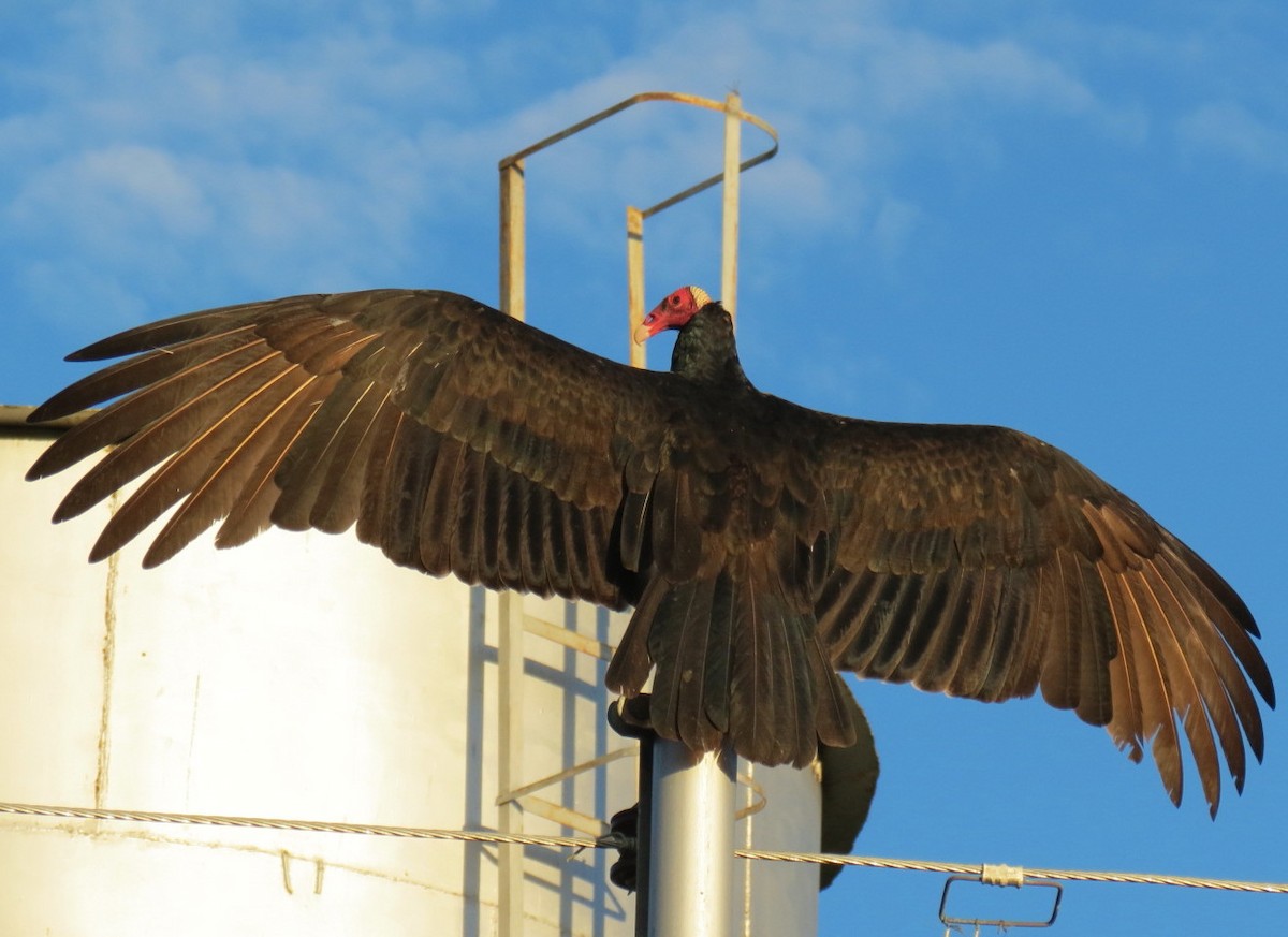 Turkey Vulture - Thore Noernberg