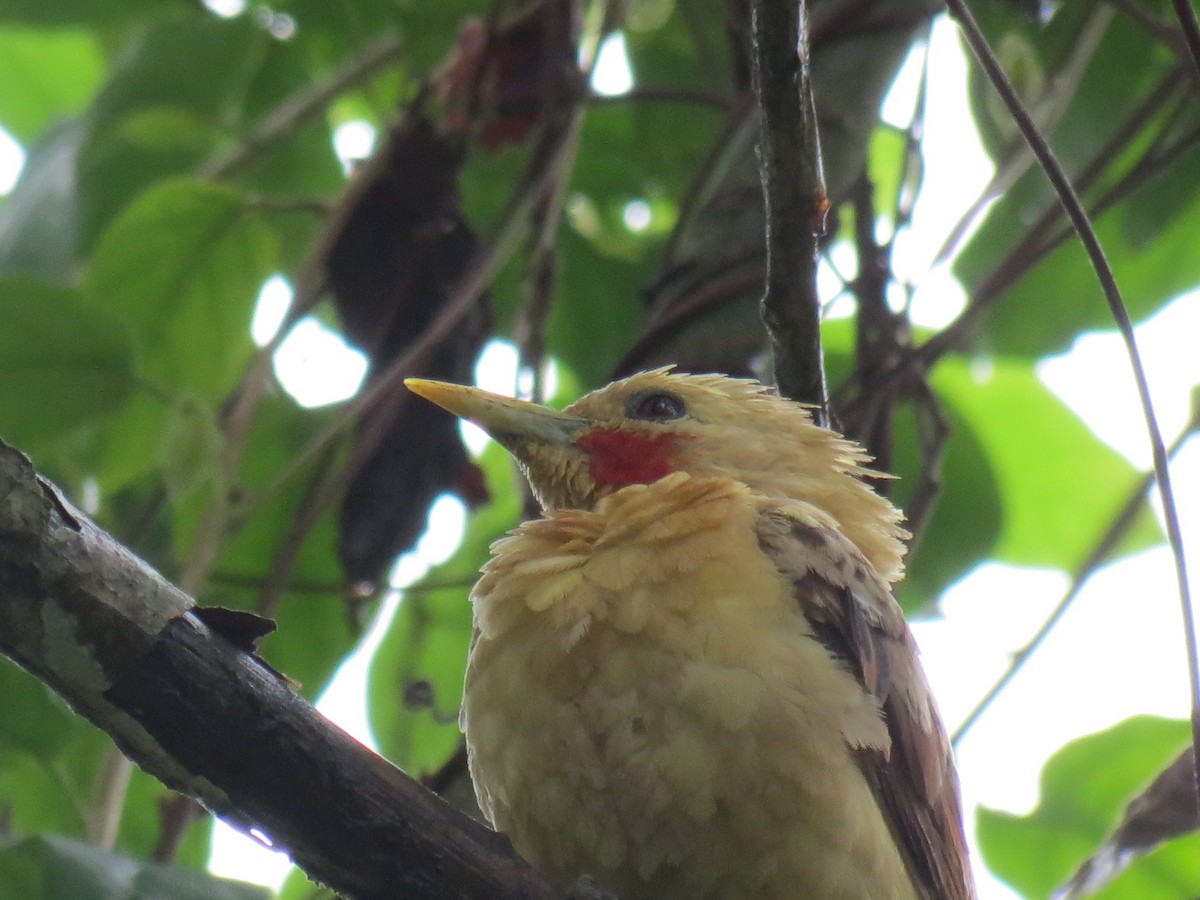Cream-colored Woodpecker - Thore Noernberg