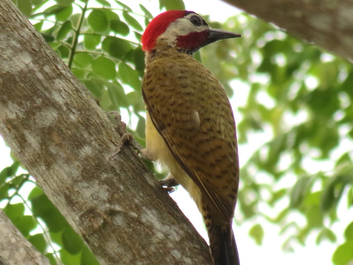 Spot-breasted Woodpecker - Thore Noernberg