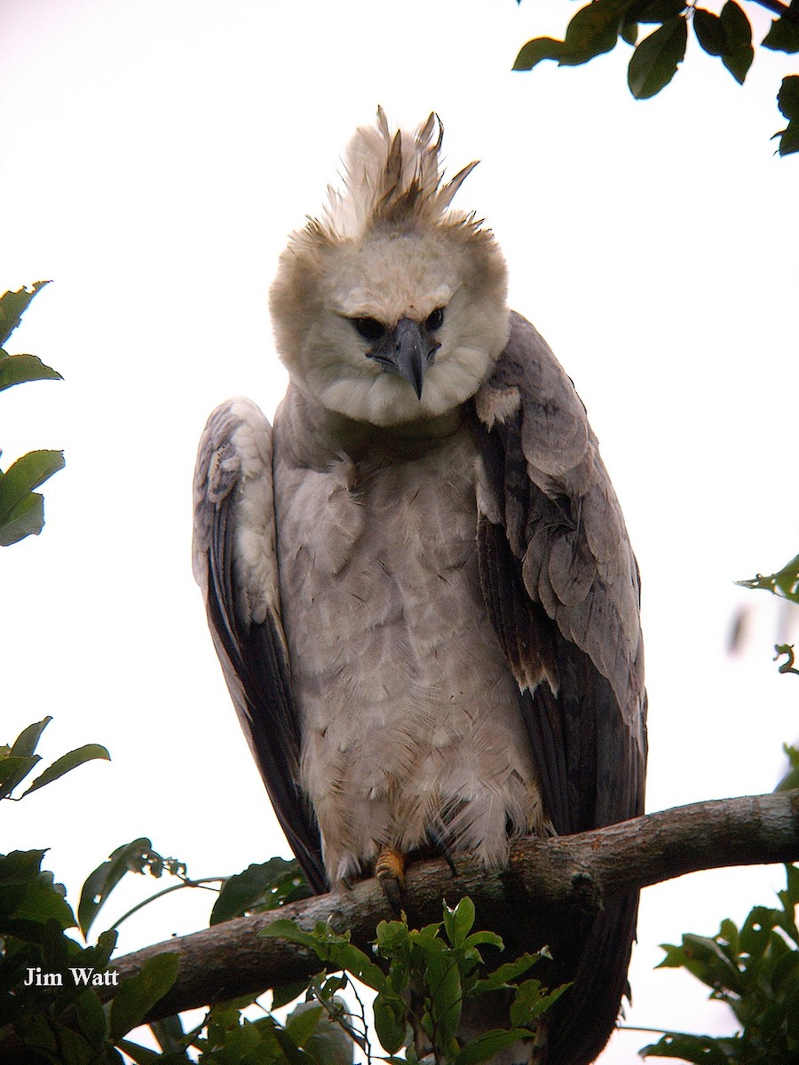 Harpy Eagle - Jim Watt