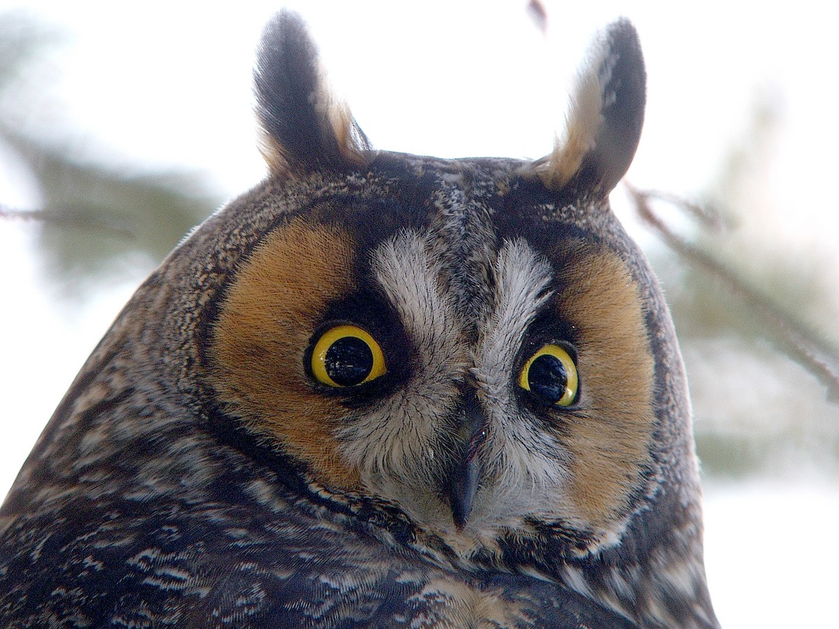 Long-eared Owl (American) - Jim Watt