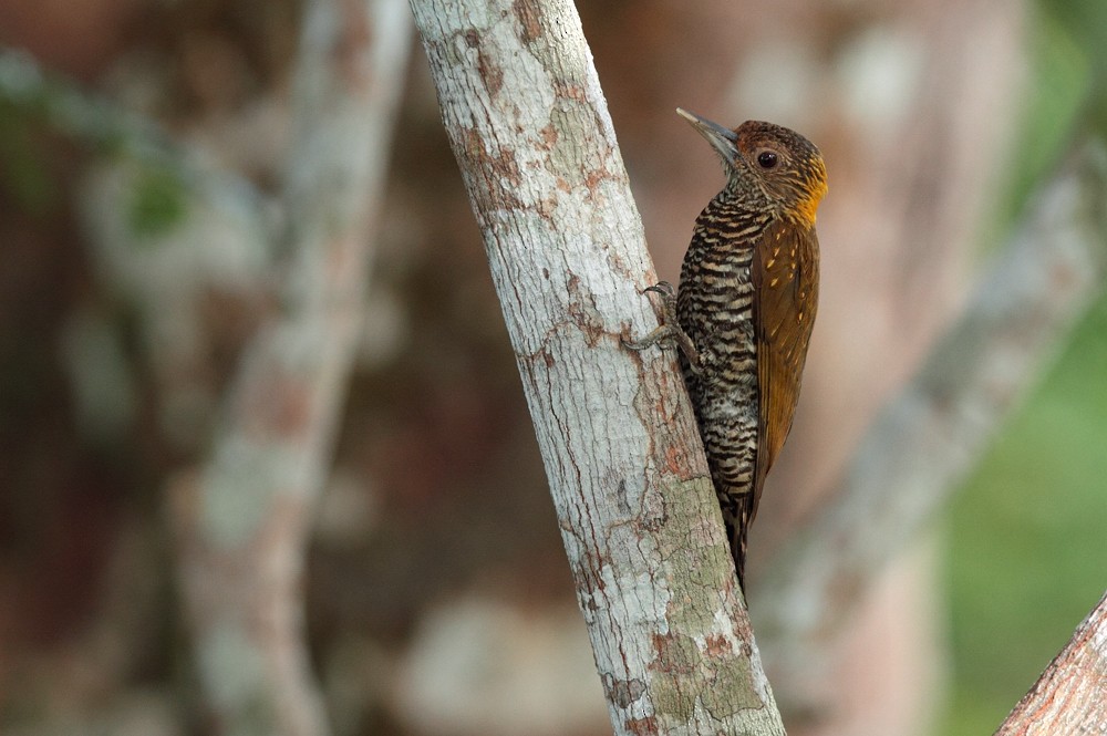 Golden-collared Woodpecker - ML204162121