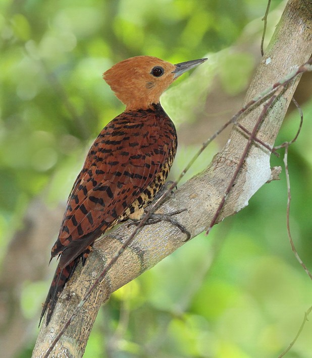Ringed Woodpecker (Amazonian Black-breasted) - ML204162131