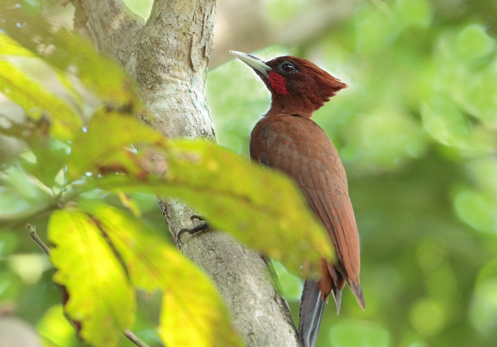Chestnut Woodpecker - Anselmo  d'Affonseca