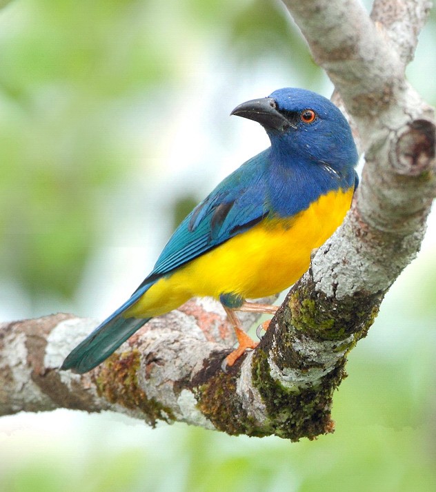 Blue-backed Tanager - Anselmo  d'Affonseca