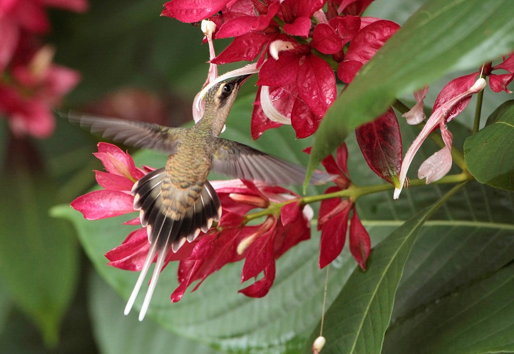 kolibřík poustevník - ML204162271