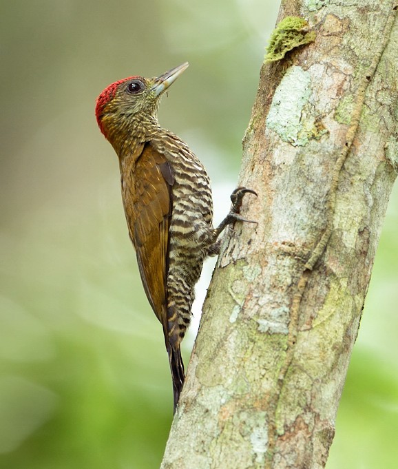 Red-stained Woodpecker - ML204162321