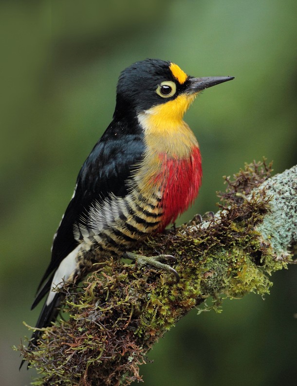Yellow-fronted Woodpecker - Anselmo  d'Affonseca