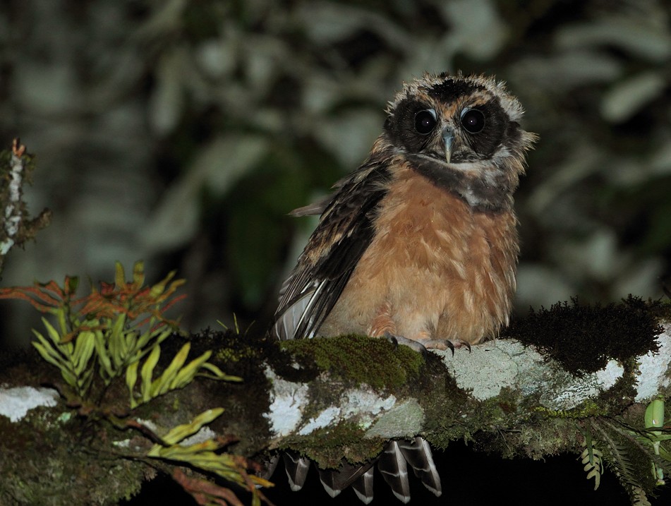Tawny-browed Owl - Anselmo  d'Affonseca
