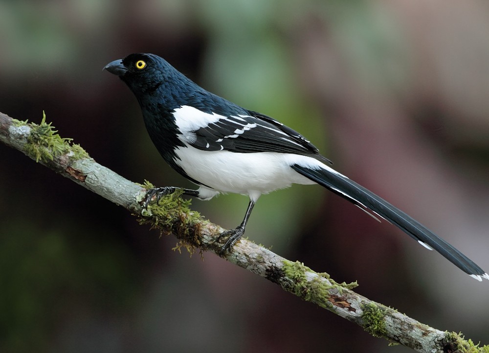 Magpie Tanager - ML204162431
