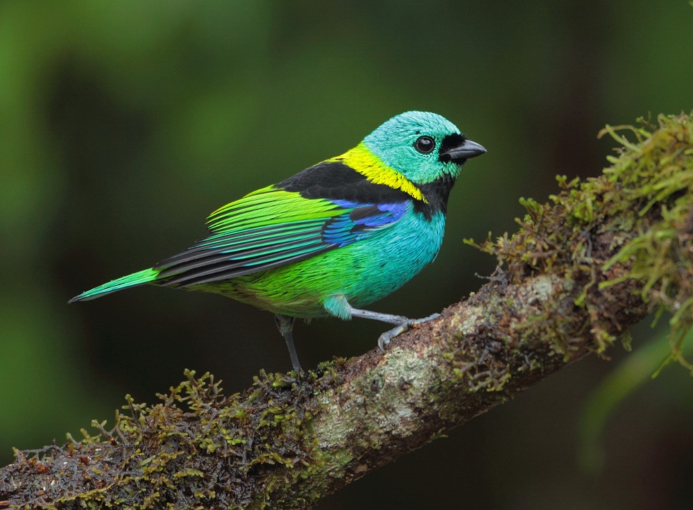 Green-headed Tanager - ML204162451