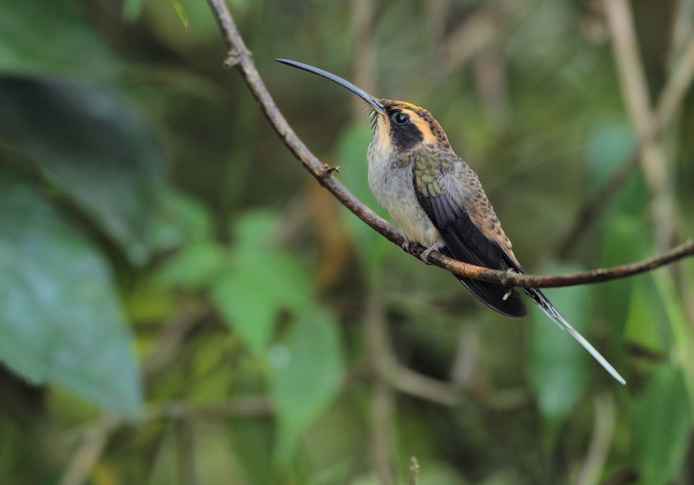 Scale-throated Hermit - Anselmo  d'Affonseca