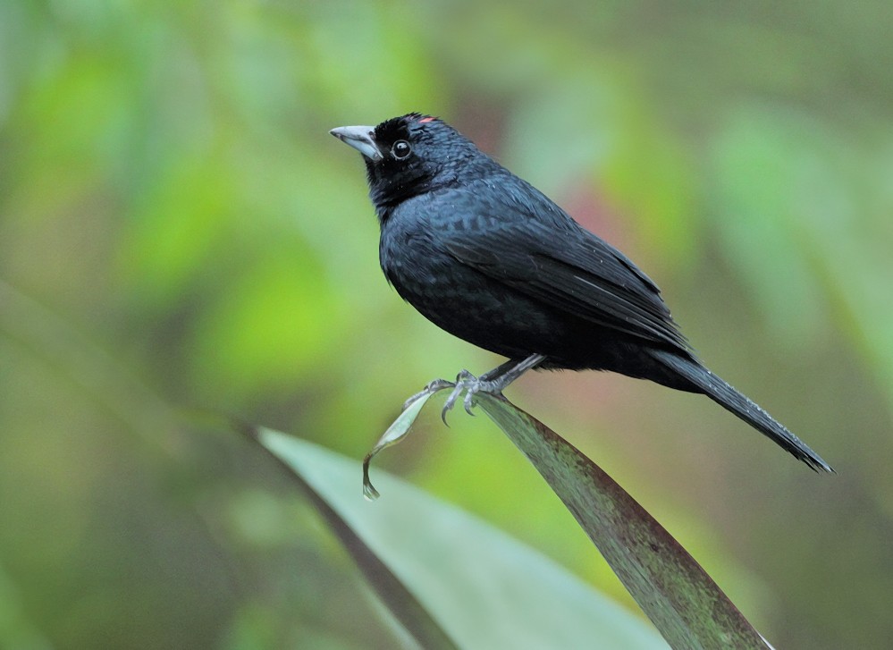 Ruby-crowned Tanager - ML204162641