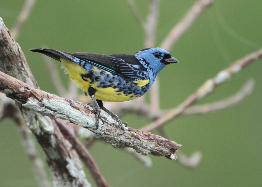 Turquoise Tanager - Anselmo  d'Affonseca