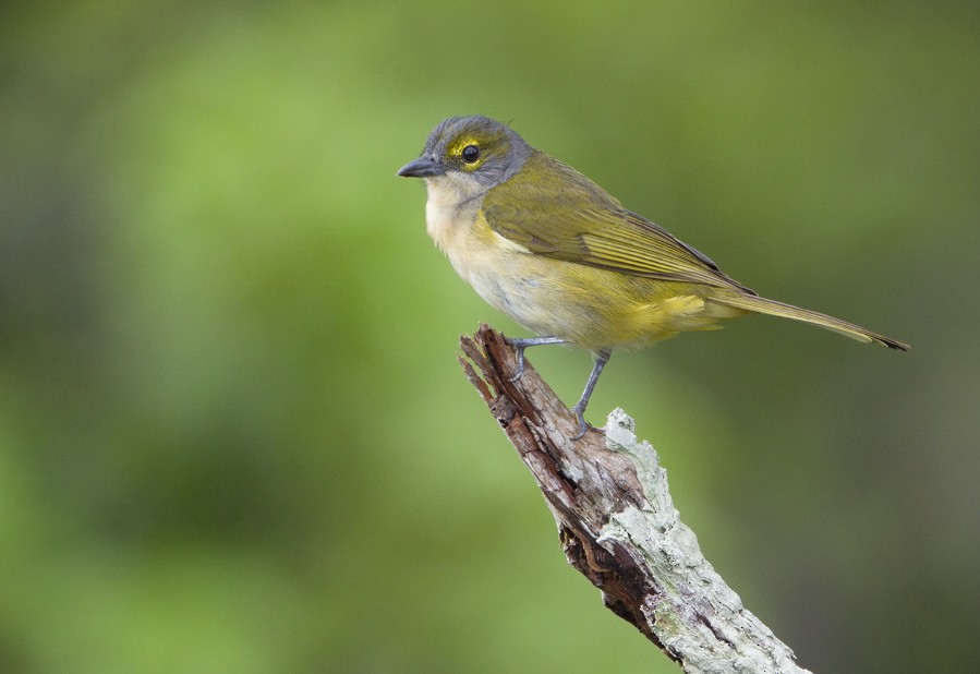 Fulvous-crested Tanager - ML204162821