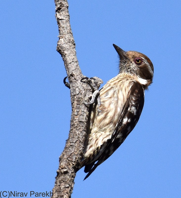 Brown-capped Pygmy Woodpecker - jaysukh parekh Suman