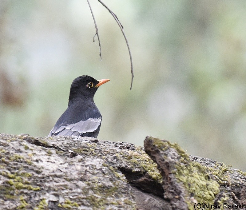 Gray-winged Blackbird - jaysukh parekh Suman