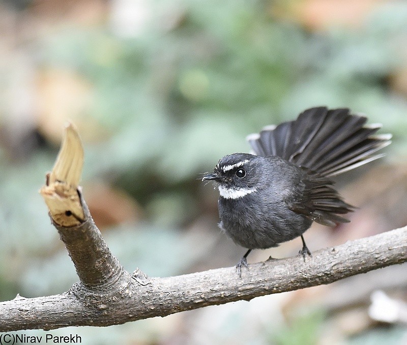 White-throated Fantail - ML204163111