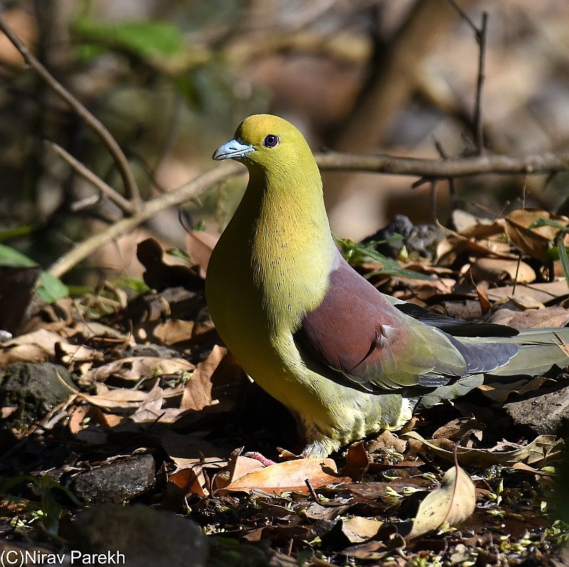 Wedge-tailed Green-Pigeon - ML204163161