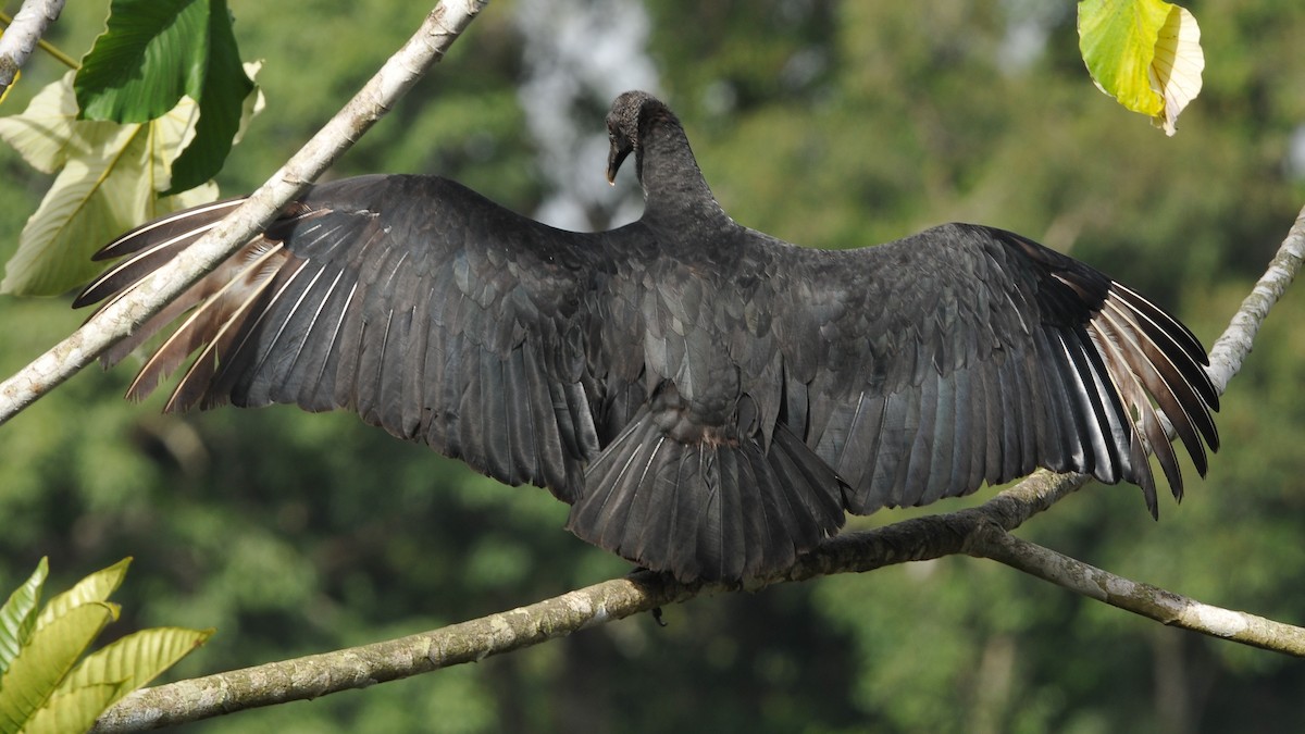 Black Vulture - Tom Heijnen