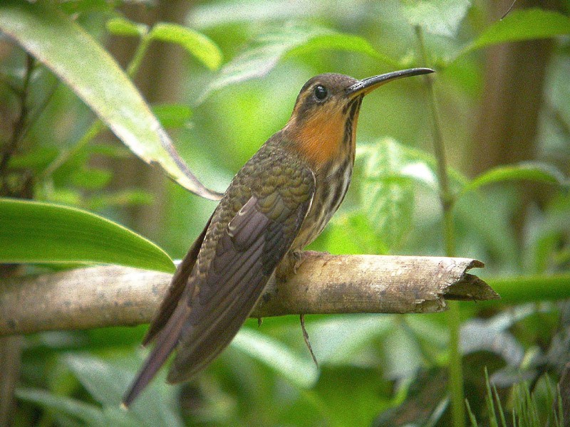 kolibřík pilozobý - ML204163871