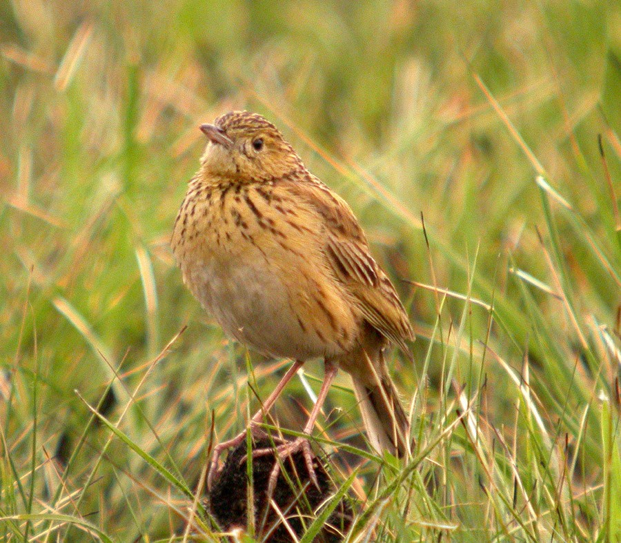 Ochre-breasted Pipit - ML204163901