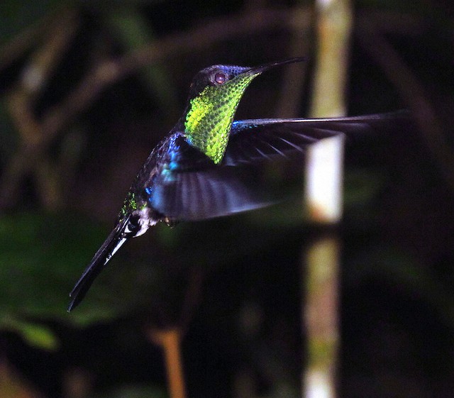 Crowned Woodnymph (Colombian Violet-crowned)
